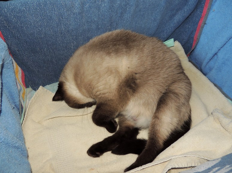 Bevalling-Laleh-2014-04-11,-06_web