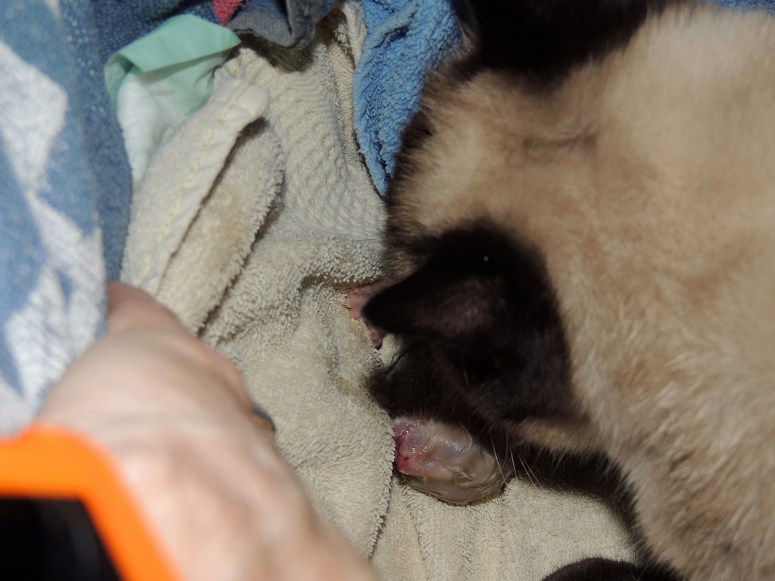 Bevalling-Laleh-2014-04-11,-10_web