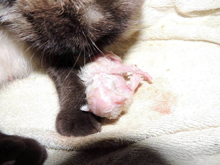 Bevalling-Laleh-2014-04-11,-18_web