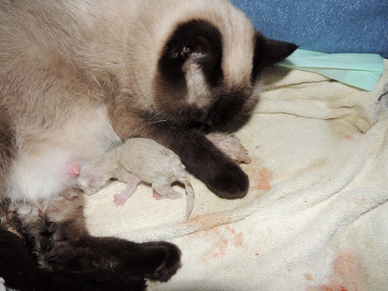 Bevalling-Laleh-2014-04-11,-22_web