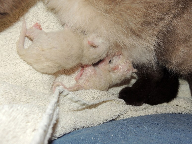 Bevalling-Laleh-2014-04-11,-32_web