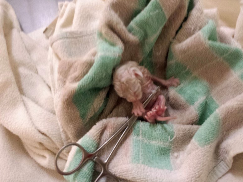 Bevalling-Laleh-2014-04-12,-07_web