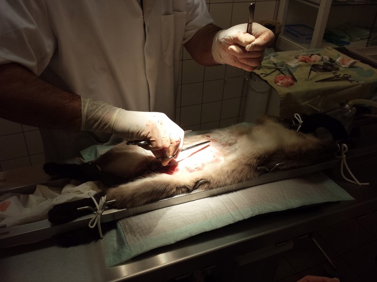 Bevalling-Laleh-2014-04-12,-09_web