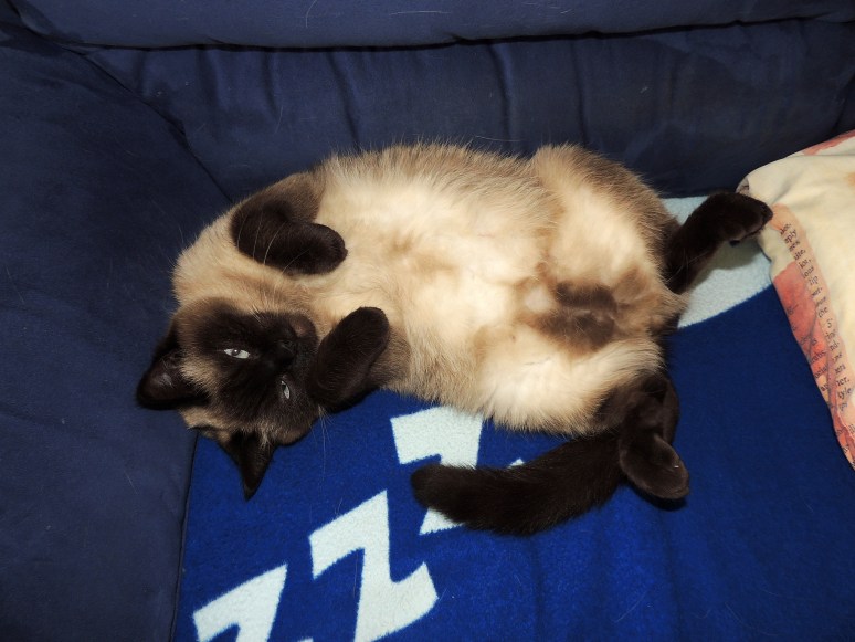 Laleh-2014-02-26-(3,5-weken),-04_web