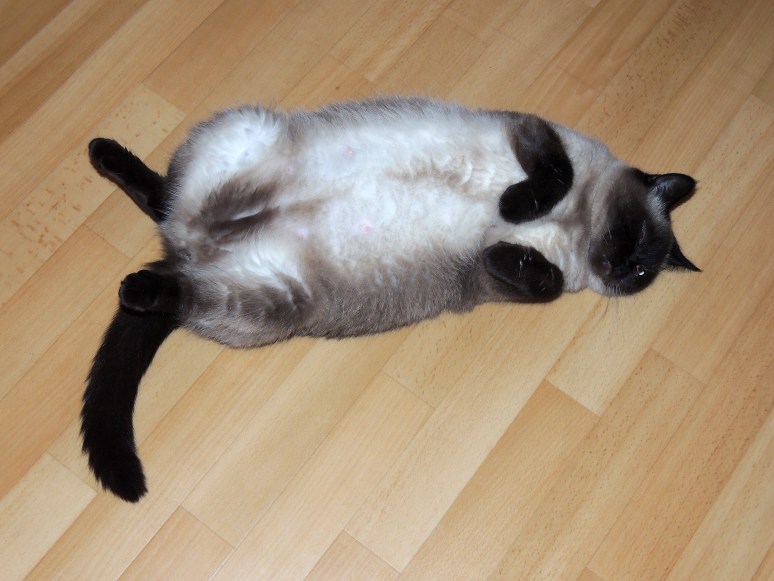 Laleh-2014-03-23-(7-weken),-01_web