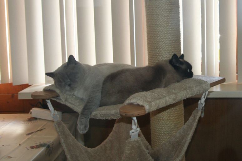 Laleh en Charmeur 2014-02-03, 01