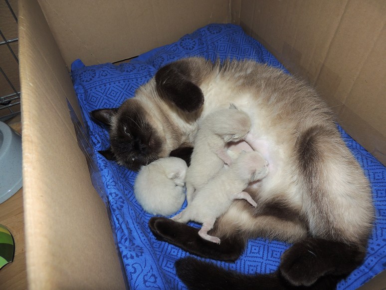 W01_024-Laleh-en-kids-2014-04-15_web