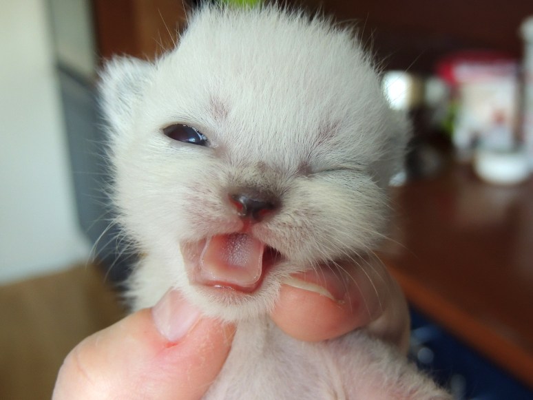 W02_008-Niño-2014-04-19_web