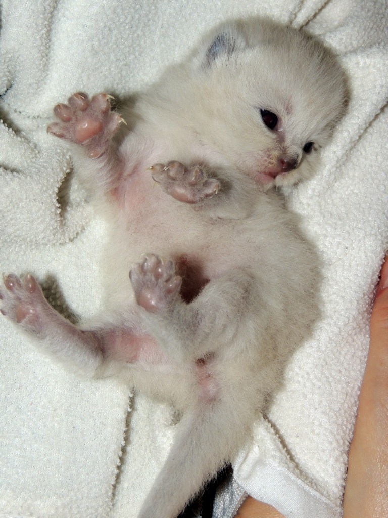 W02_031-Niño-2014-04-21_web