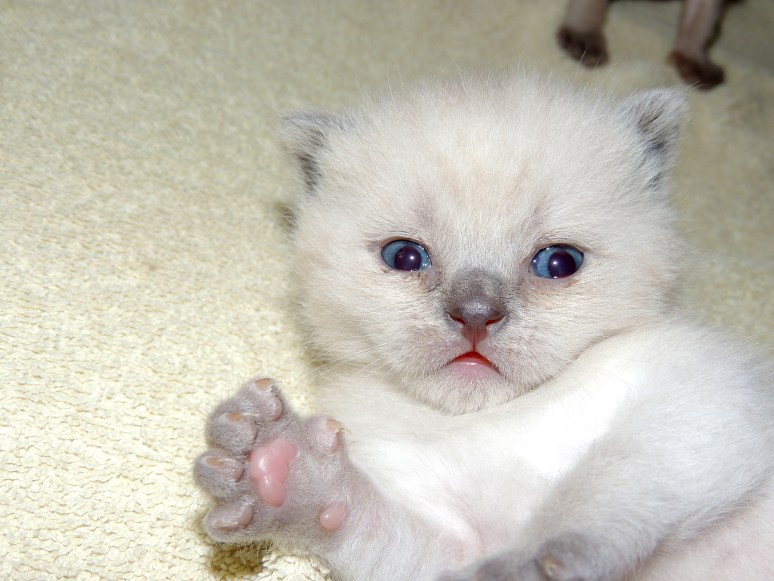 W03_050-Rico-2014-04-29_web