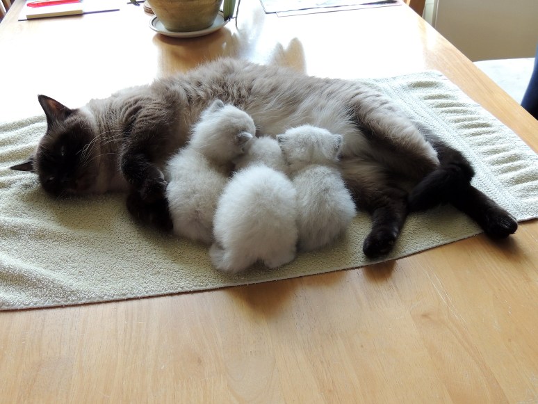 W03_077-Laleh,-Rico,-Niño-en-MIli-2014-04-30_web