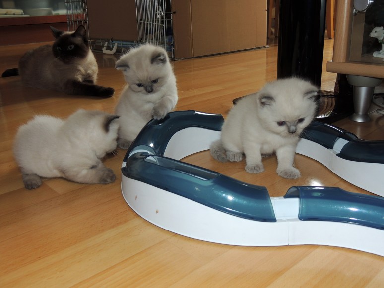 W05_009-Rico,-Niño,-Mili-en-Laleh-2014-05-10_web