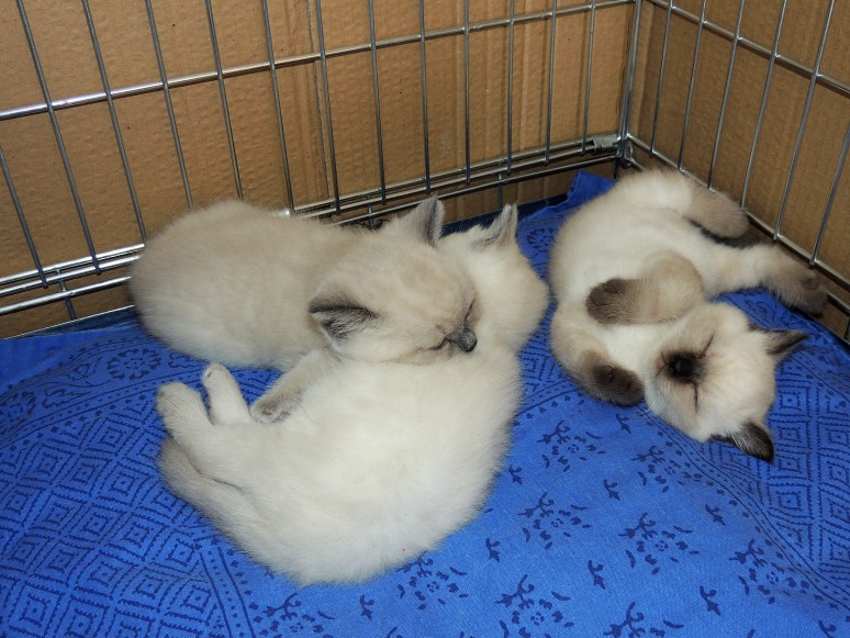 W06_042-Rico,-Niño-en-Mili-2014-05-21_web