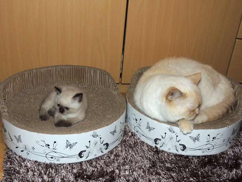 W06_088-Niño-en-Bangles-2014-05-22_web