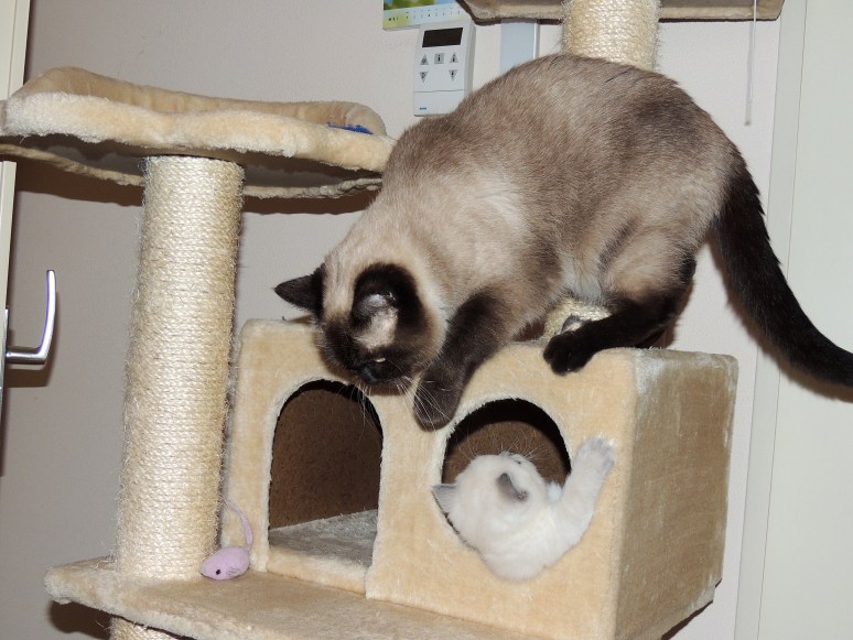 W06_103-Mili-en-Laleh-2014-05-22_web