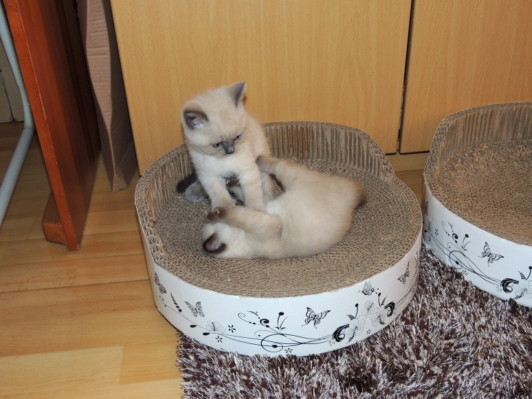 W06_111-Rico-en-Niño-2014-05-23_web