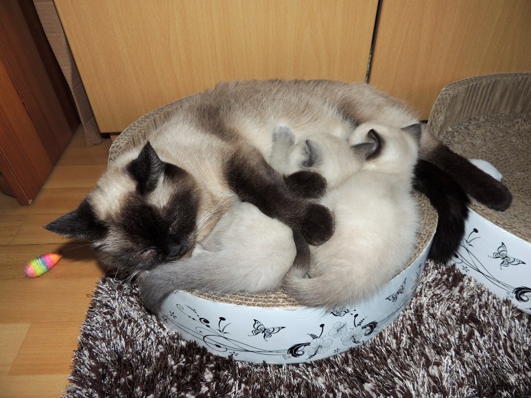 W07_030-Laleh,-Rico-en-Niño-2014-05-24_web