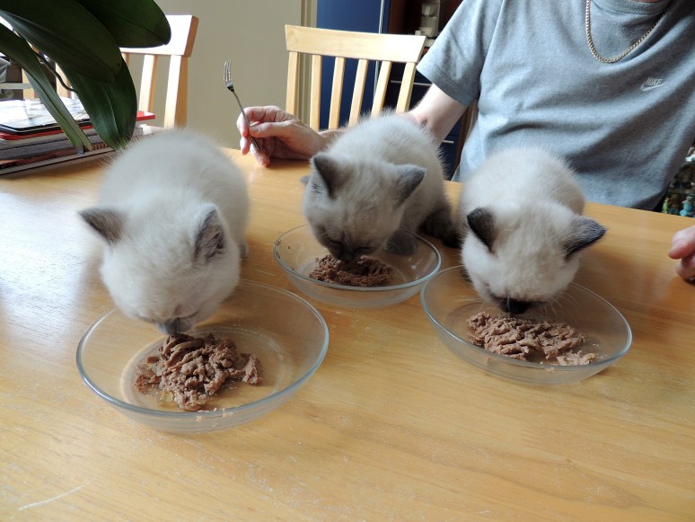 W07_203-Rico,-Niño-en-Mili-2014-05-30_web