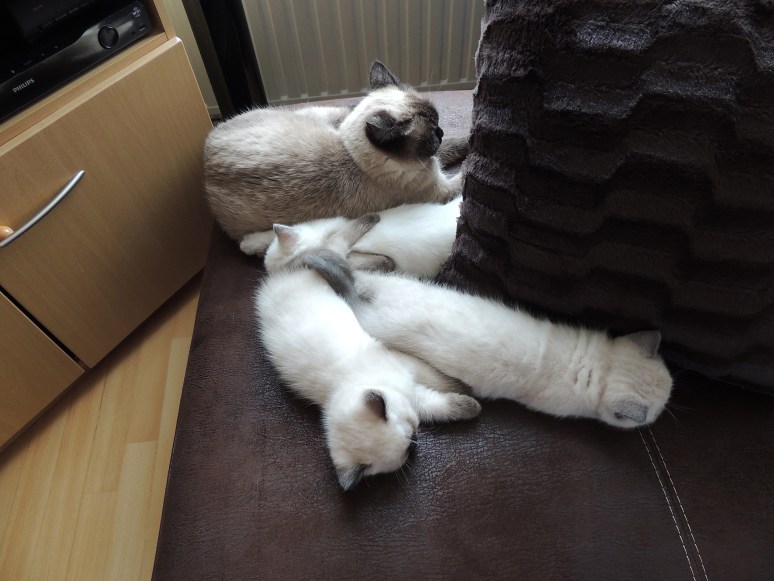 W08_001-Laleh,-Rico,-Niño-en-Mili-2014-05-31_web