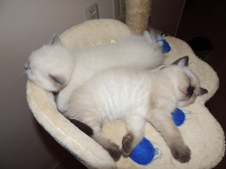 W08_066-NIño-en-Mili-2014-06-04_web