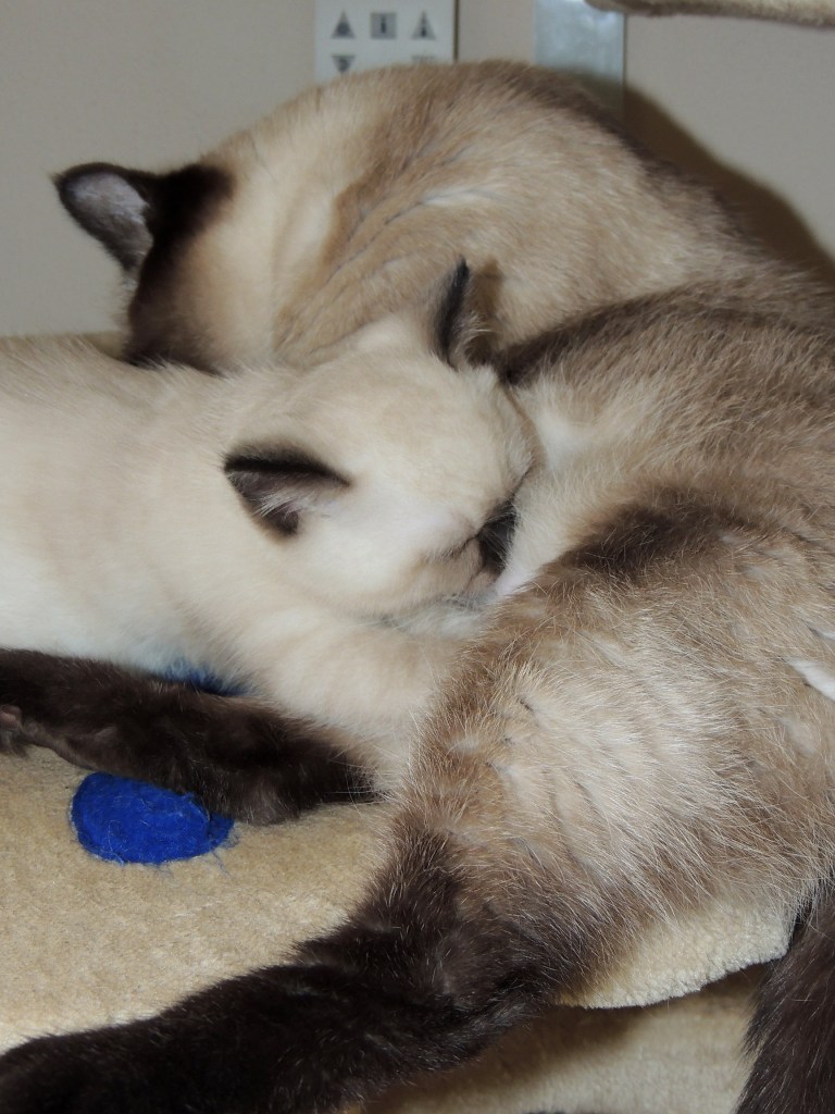 W08_074-Laleh-en-Niño-2014-06-04_web