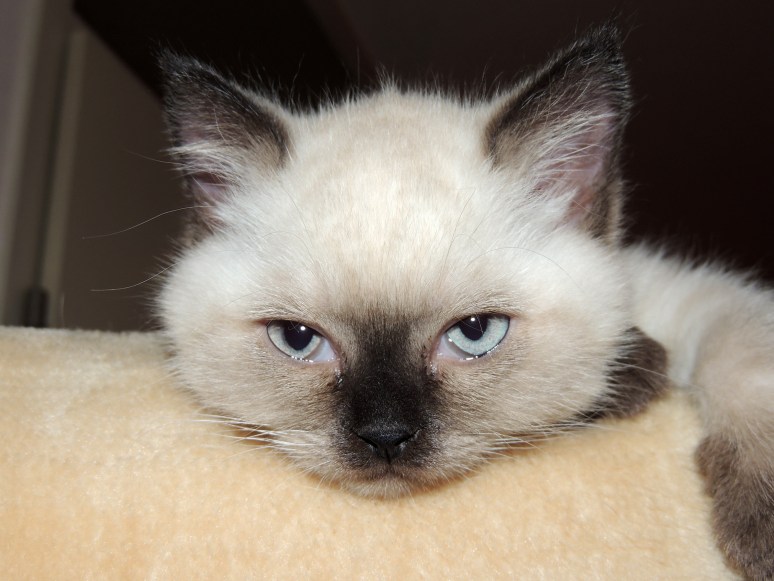 W09_031-Niño-2014-06-08_web