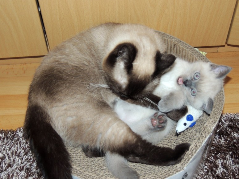 W09_035-Laleh-en-Rico-2014-06-09_web