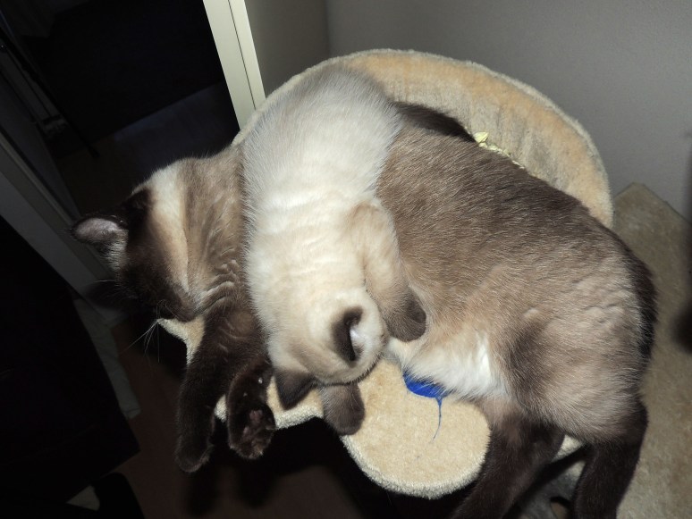 W09_069-Laleh-en-Niño-2014-06-11_web