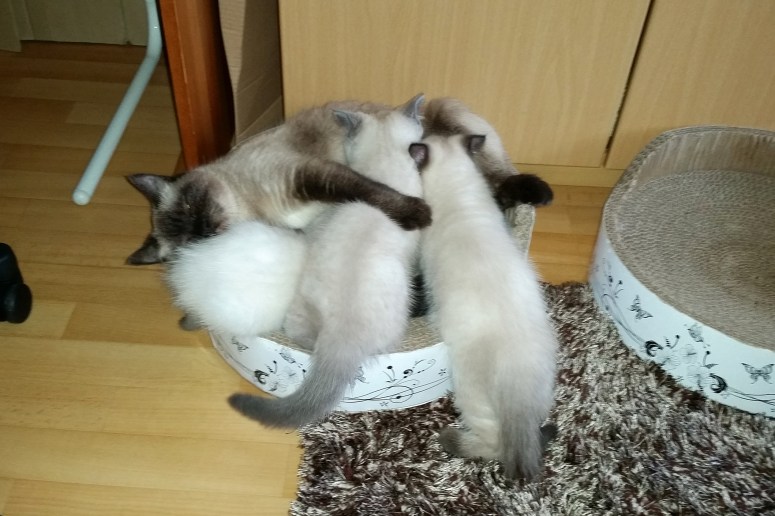 W10_001-Laleh,-Rico,-Niño-en-Mili-2014-06-14_web