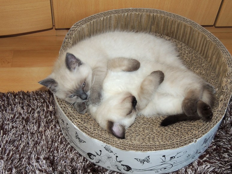 W11_005-Rico-en-Niño-2014-06-21_web