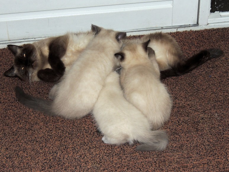 W11_018-Laleh,-Rico,-Niño-en-Mili-2014-06-21_web