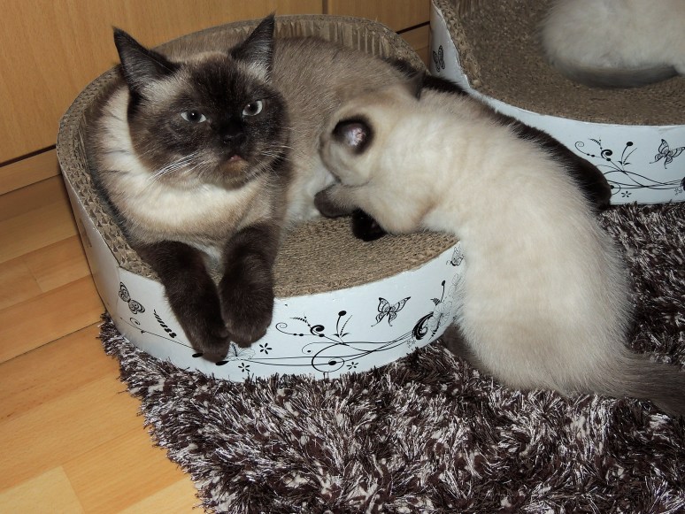 W11_033-Laleh-en-Niño-2014-06-22_web