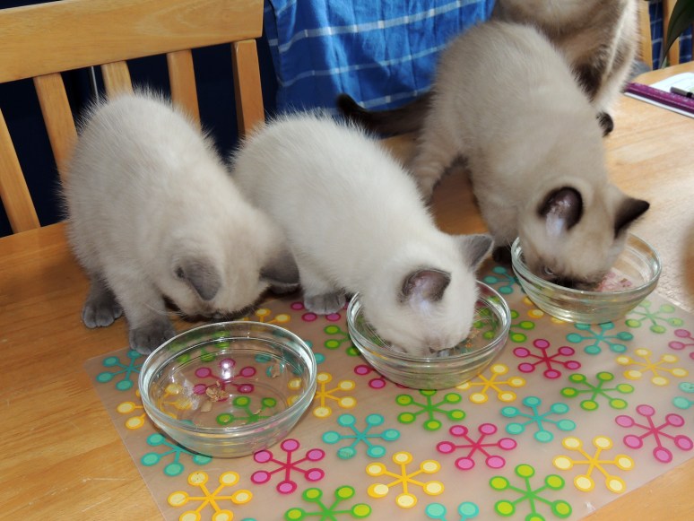 W11_047-Rico,-Niño-en-Mili-2014-06-25_web