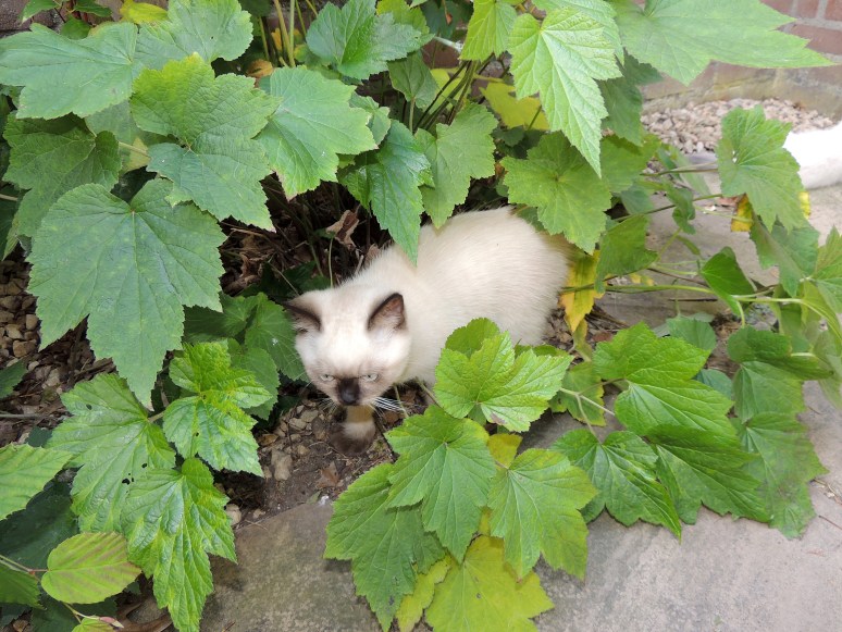 W12_053-Niño-2014-07-02_web