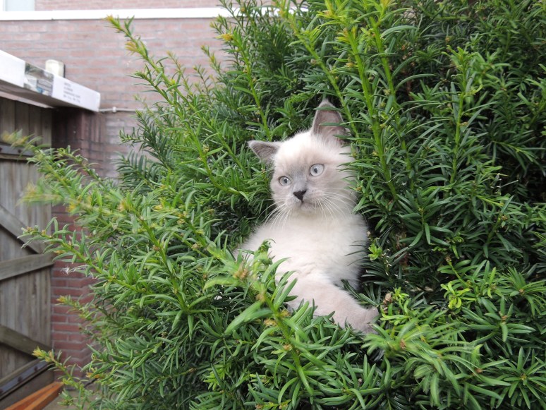 W12_070-Rico-2014-07-02_web