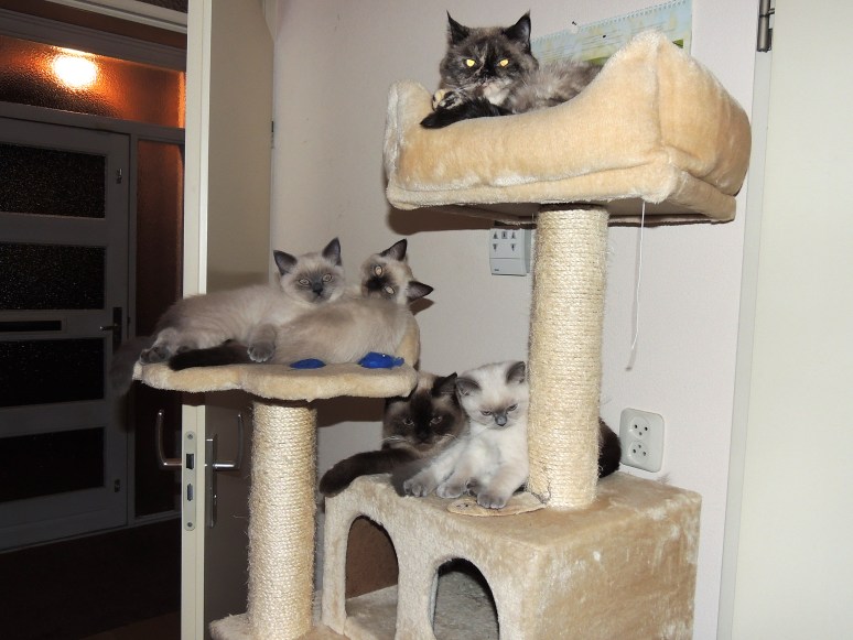 W12_086-Laleh,-Rico,-Niño,-Mili-en-Feline-2014-07-03_web