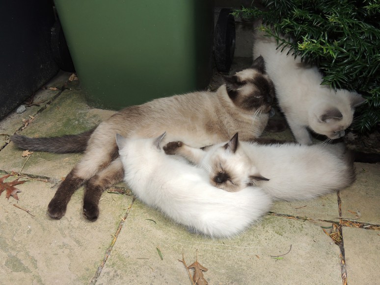 W12_090-Laleh,-Rico,-Niño-en-Mili-2014-07-04_web