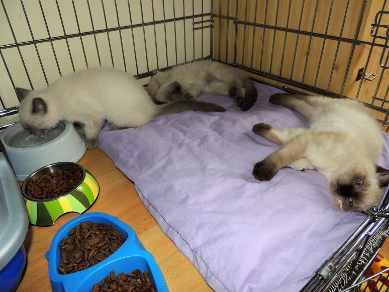 W13_003-Rico,-Niño-en-Mili-2014-07-05_web