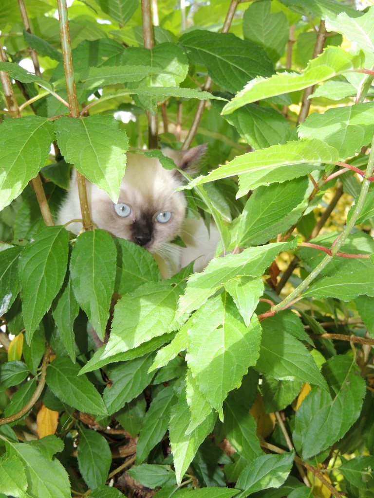 W13_030-Niño-2014-07-07_web