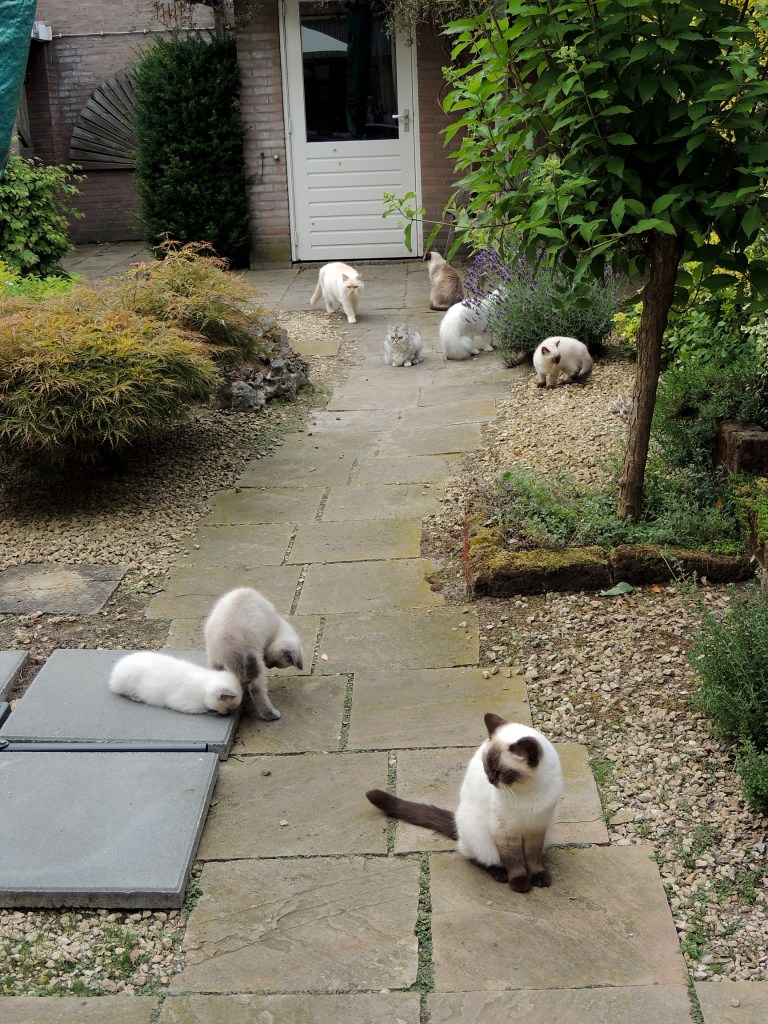 W13_039-Laleh,-Rico,-Nño,-Mili,-Ushi,-Blue-Tess,-Shanna-en-Bangles-2014-07-07_web