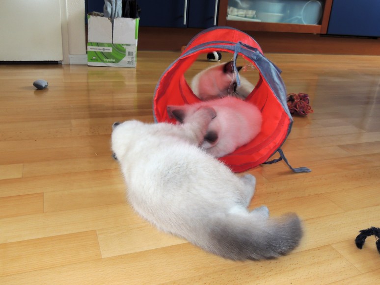 W13_078-Rico,-Niño-en-Mili-2014-07-11_web