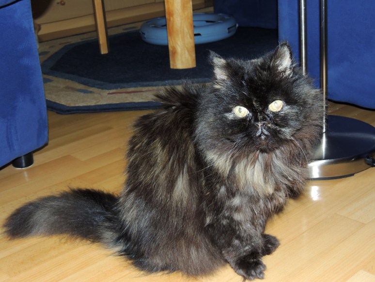 Jessie-2014-03-17,-03_web