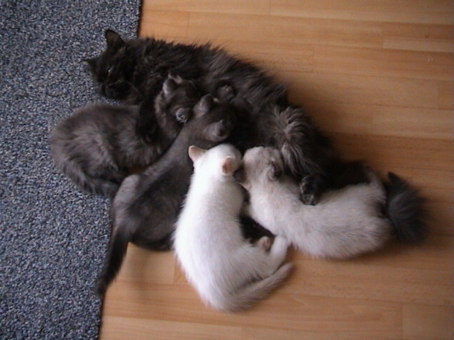 Jessie, Feline, Bangles, Phoebe en Daisy 2002-09-01, 03