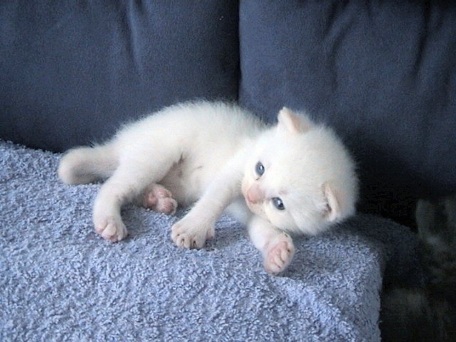 Bangles 01-08-2002 02