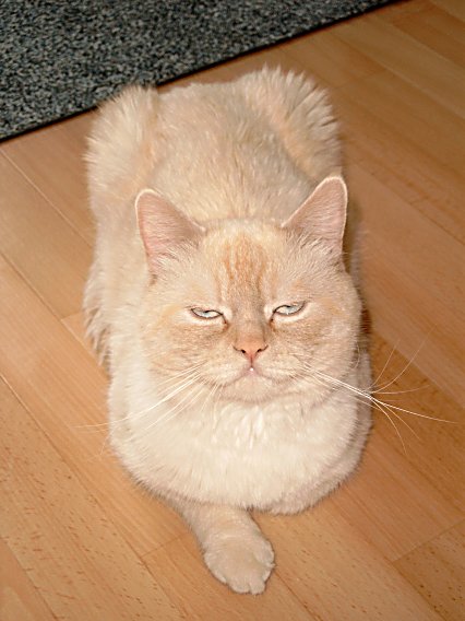 Bangles 2004-06-27, 01