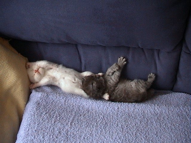 Bangles en Daisy 01-08-2002 01