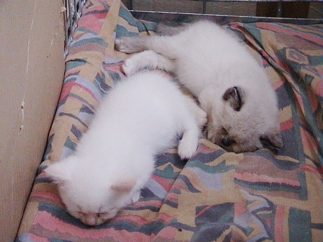 Bangles en Feline slapen a 16-08-02