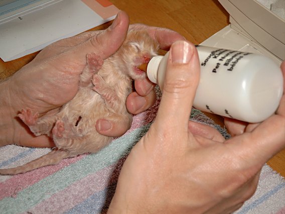 Banjer 2004-05-12, 01