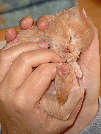 Banjer 2004-05-23, 03