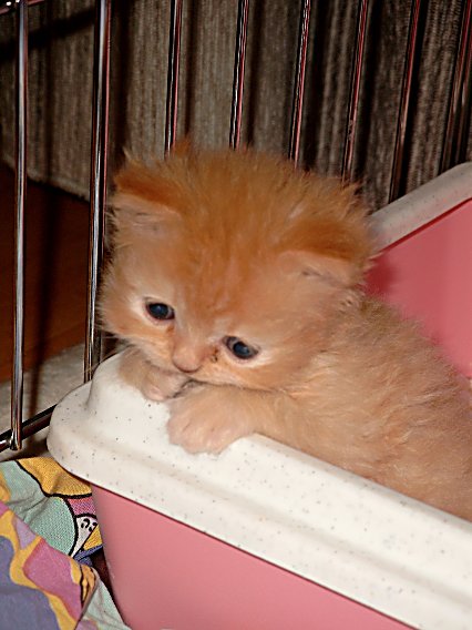 Banjer 2004-06-08, 02